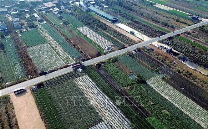 Vùng chuyên canh sản xuất rau tại bản Hợp 3 Văn Tiên, xã Chiềng Mai, tỉnh Sơn La có tuyến đường tránh đi qua nên rất thuận lợi tiêu thụ nông sản. Ảnh: Quang Quyết - TTXVN