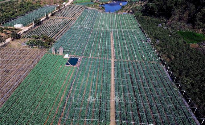 Diện tích trồng rau tập trung tại bản Hợp 3 Văn Tiên, xã Chiềng Mai, tỉnh Sơn La. Ảnh: Quang Quyết - TTXVN