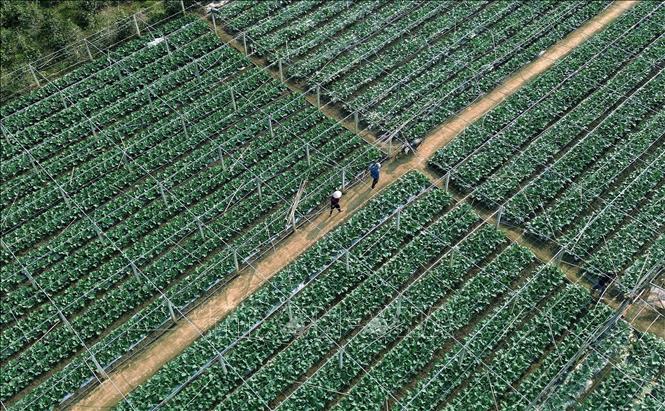 Diện tích trồng rau tập trung tại bản Hợp 3 Văn Tiên, xã Chiềng Mai, tỉnh Sơn La. Ảnh: Quang Quyết - TTXVN
