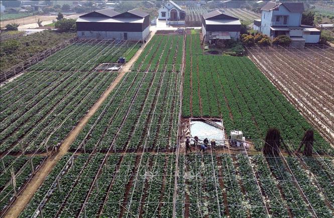 Diện tích trồng rau tập trung tại bản Hợp 3 Văn Tiên, xã Chiềng Mai, tỉnh Sơn La. Ảnh: Quang Quyết - TTXVN