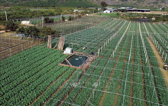 Diện tích trồng rau tập trung tại bản Hợp 3 Văn Tiên, xã Chiềng Mai, tỉnh Sơn La. Ảnh: Quang Quyết - TTXVN