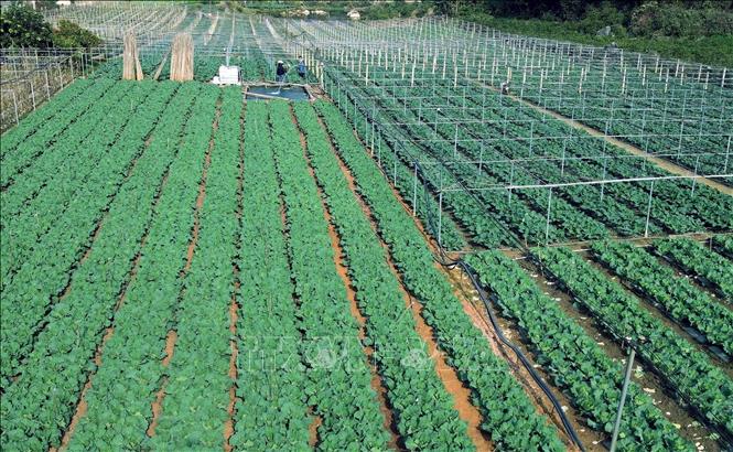 Diện tích trồng rau tập trung tại bản Hợp 3 Văn Tiên, xã Chiềng Mai, tỉnh Sơn La. Ảnh: Quang Quyết - TTXVN