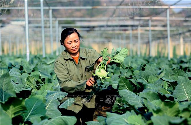 Chị Vũ Thị Hằng, bản Hợp 3 Văn Tiên, xã Chiềng Mai, tỉnh Sơn La thu hoạch su hào để cung cấp ra thị trường. Ảnh: Quang Quyết - TTXVN