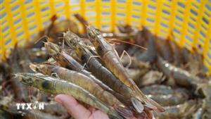 An Giang: Giá nông, thủy sản biến động mạnh dịp cận Tết