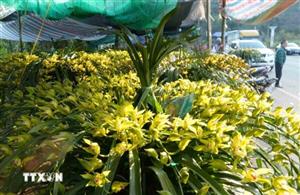 Cao điểm thị trường Tết, sức mua hoa không có nhiều đột biến