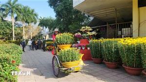 Hoa đẹp, giá tăng, chợ Tết ở Huế thêm nhộn nhịp