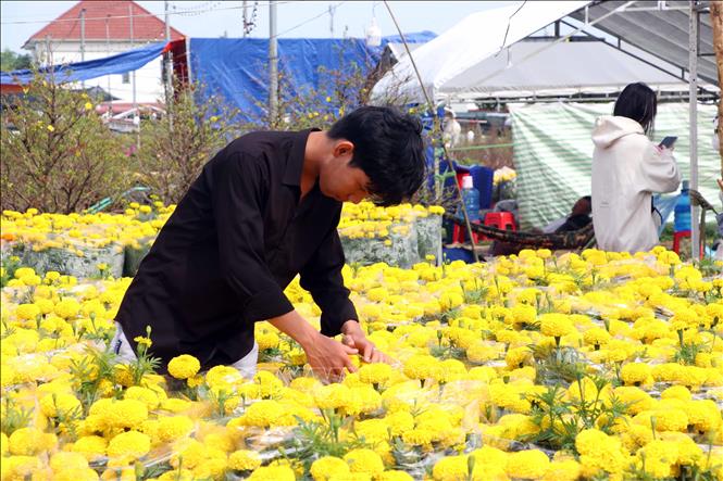 Hộ buôn bán tỉ mẩn chỉnh sửa, chăm sóc hoa với kỳ vọng sức mua sẽ tăng dịp cận Tết. Ảnh: Trung Kiên - TTXVN