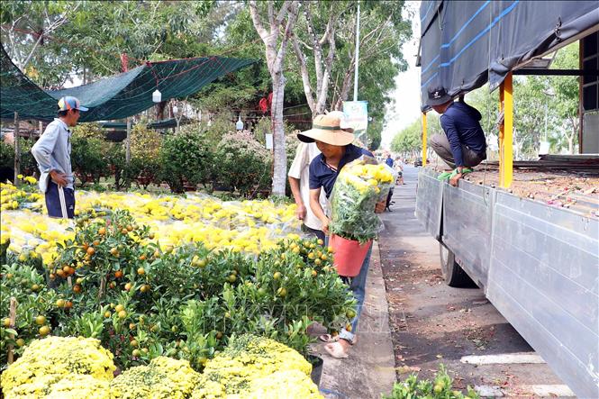 Một chuyến xe vận chuyển hoa về điểm chợ hoa Xuân tại Khu đô thị 5A. Ảnh: Trung Kiên - TTXVN