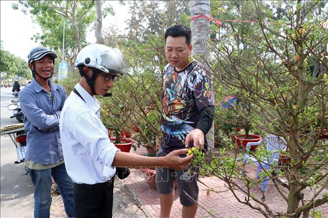 Nhà vườn tư vấn các sản phẩm mai cho khách tham quan. Ảnh: Trung Kiên - TTXVN