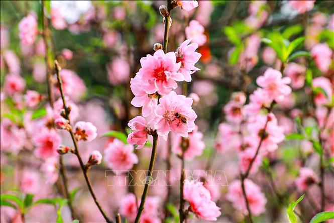 Hoa đào bung nở trong tiết trời Xuân. Ảnh: Khánh Hoà - TTXVN
