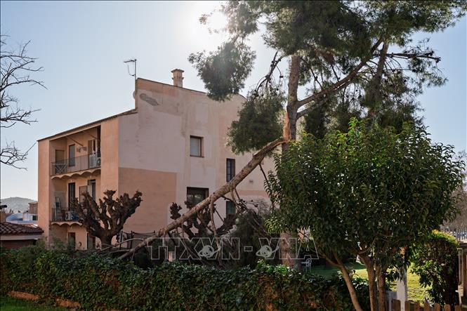 Cây cối gãy đổ khi bão Nils quét qua Palleja, Tây Ban Nha ngày 12/2/2026. Ảnh: THX/TTXVN