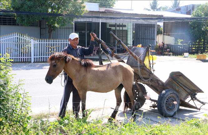 Anh Nonh Oanh Nô  - một nài ngựa thế hệ thứ hai tại xã An Cư (tỉnh An Giang) đang chuẩn bị đưa ngựa vào cương, để kéo chuyến hàng đầu tiên trong ngày. Ảnh: Công Mạo-TTXVN
