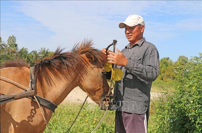 Anh Nonh Oanh Nô  - một nài ngựa thế hệ thứ hai tại xã An Cư (tỉnh An Giang) đang chuẩn bị đưa ngựa vào cương, để kéo chuyến hàng đầu tiên trong ngày. Ảnh: Công Mạo-TTXVN