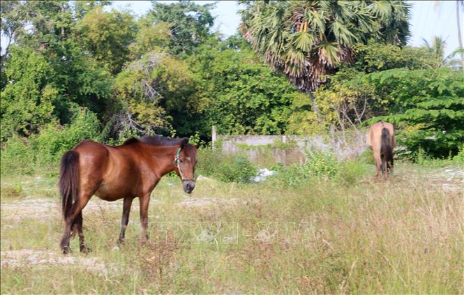 Những chú ngựa thong dong gặm cỏ trong lúc chủ nhân chờ khách gọi chở hàng. Ảnh: Công Mạo-TTXVN