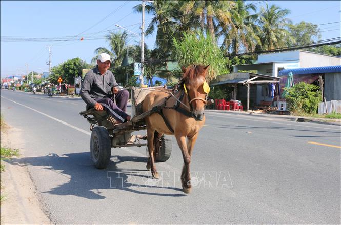 Dù không còn phổ biến như trước nhưng những nài ngựa ở Vùng Bảy Núi An Giang vẫn gắn bó với nghề bởi tình yêu và sự thấu hiểu dành cho loài vật thiết thân này. Ảnh: Công Mạo-TTXVN