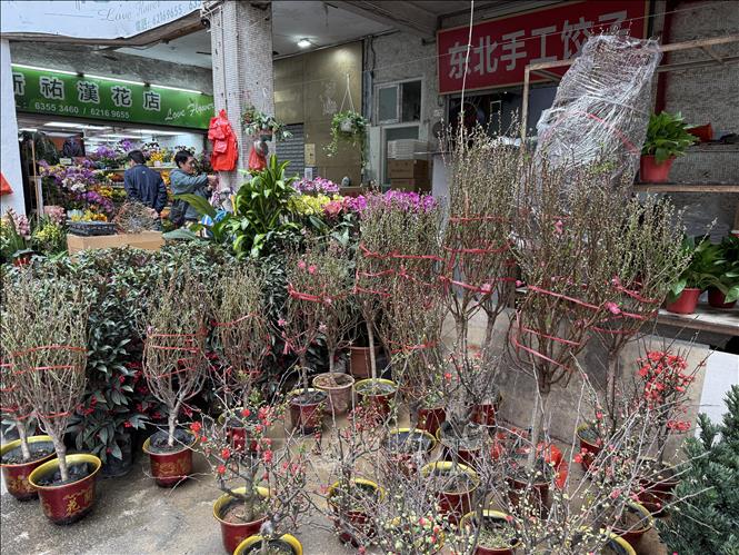 Hoa đào được bày bán tại chợ hoa ở Macau (Trung Quốc). Ảnh: Mạc Luyện - PV TTXVN chụp tại Macau