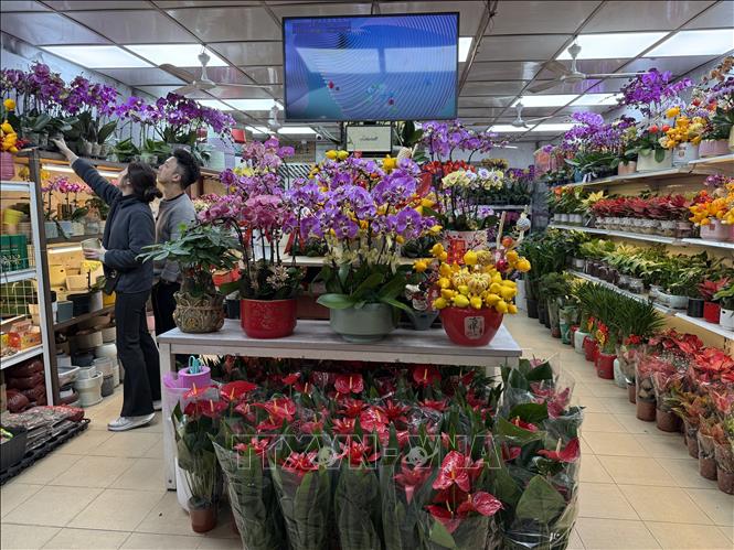 Hoa lan là lựa chọn của nhiều người dân Macau trong dịp Tết. Ảnh: Mạc Luyện - PV TTXVN tại Macau
