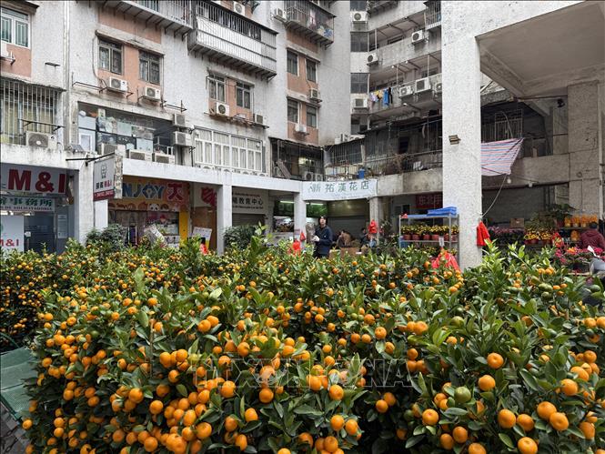 Một khu chợ hoa tết tại Macau. Ảnh: Mạc Luyện - PV TTXVN tại Macau