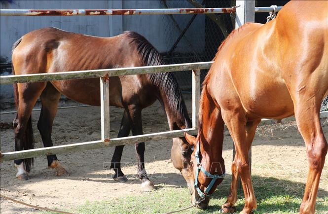 Những con ngựa vẫn được ông Trần Thành Hưng (55 tuổi, xã Mỹ Hạnh, Tây Ninh) duy trì nuôi như giữ gìn ký ức thời vàng son của nghề nuôi ngựa đua. Ảnh: Bùi Giang - TTXVN