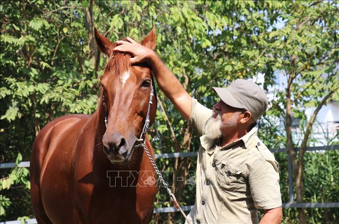 Con ngựa giống Ruby được ông Nở chăm sóc kỹ lưỡng. Ảnh: Bùi Giang - TTXVN