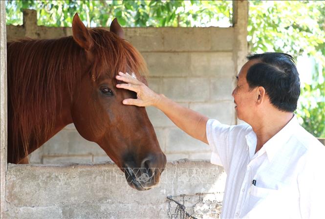 Nhiều người từ nơi khác đến vùng Đức Hòa (Tây Ninh) để chiêm ngưỡng, vuốt ve những con ngựa đẹp mã với hy vọng mang lại may mắn trong năm Bính Ngọ. Ảnh: Bùi Giang - TTXVN