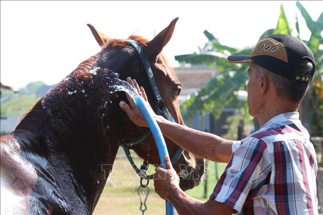 Ông Trần Thành Hưng (55 tuổi, xã Mỹ Hạnh, Tây Ninh) mỗi ngày vẫn đều đặn chăm sóc những con ngựa của mình, từ dọn chuồng trại, cho ăn đến tắm rửa và dắt ngựa đi dạo. Ảnh: Bùi Giang - TTXVN