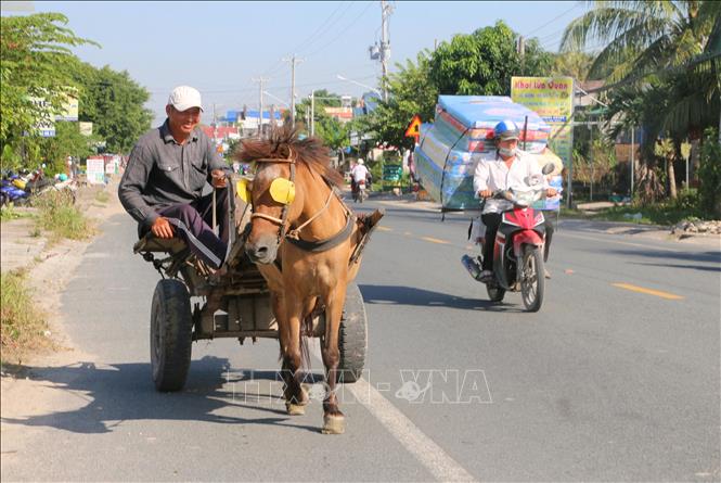Giữa dòng chảy hối hả của nhịp sống hiện đại, xe cơ giới nhiều, nhưng xe ngựa ở vùng Bảy Núi vẫn có 