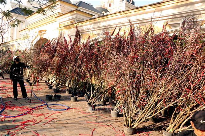 Hải Phòng: Người buôn cây cảnh gặp khó khăn khi cây đào Tết nở hoa sớm ...