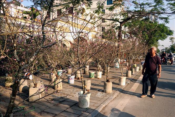 Hải Phòng: Người buôn cây cảnh gặp khó khăn khi cây đào Tết nở hoa sớm ...