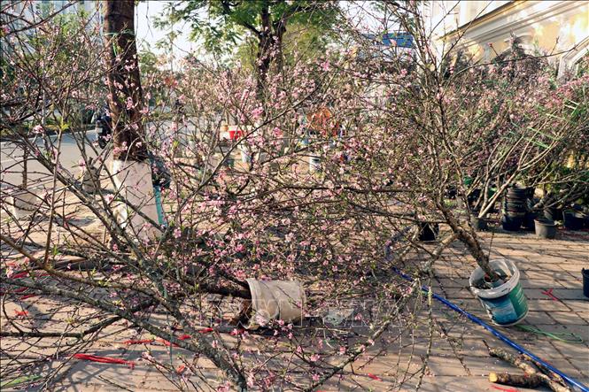 Hải Phòng: Người buôn cây cảnh gặp khó khăn khi cây đào Tết nở hoa sớm ...