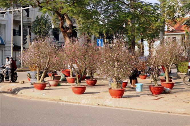 Hải Phòng: Người buôn cây cảnh gặp khó khăn khi cây đào Tết nở hoa sớm ...