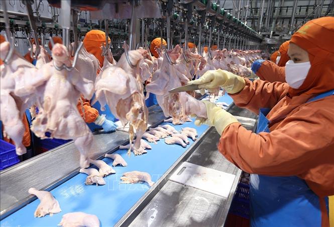 Dây chuyền chế biến sản phẩm thịt gà ở nhà máy của Công ty C.P Việt Nam, (Khu Công nghiệp Phú Nghĩa, xã Phú Nghĩa, thành phố Hà Nội). Ảnh: Vũ Sinh - TTXVN