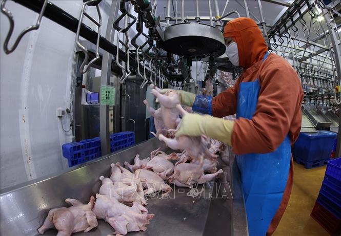 Dây chuyền chế biến sản phẩm thịt gà ở nhà máy của Công ty C.P Việt Nam, (Khu Công nghiệp Phú Nghĩa, xã Phú Nghĩa, thành phố Hà Nội). Ảnh: Vũ Sinh - TTXVN