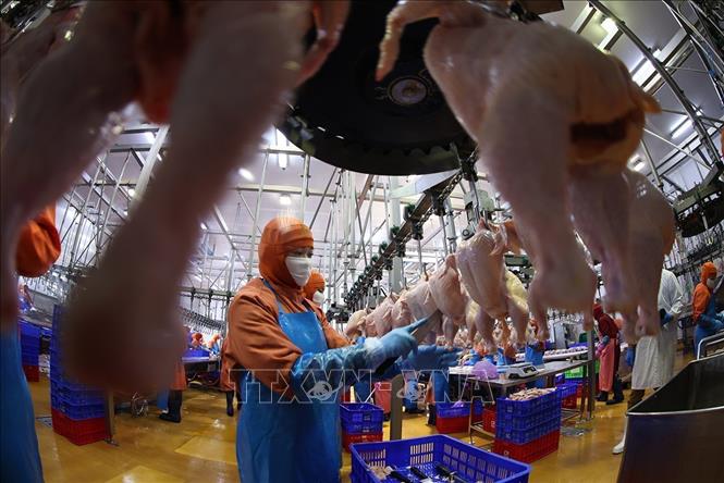 Dây chuyền chế biến sản phẩm thịt gà ở nhà máy của Công ty C.P Việt Nam, (Khu Công nghiệp Phú Nghĩa, xã Phú Nghĩa, thành phố Hà Nội). Ảnh: Vũ Sinh - TTXVN