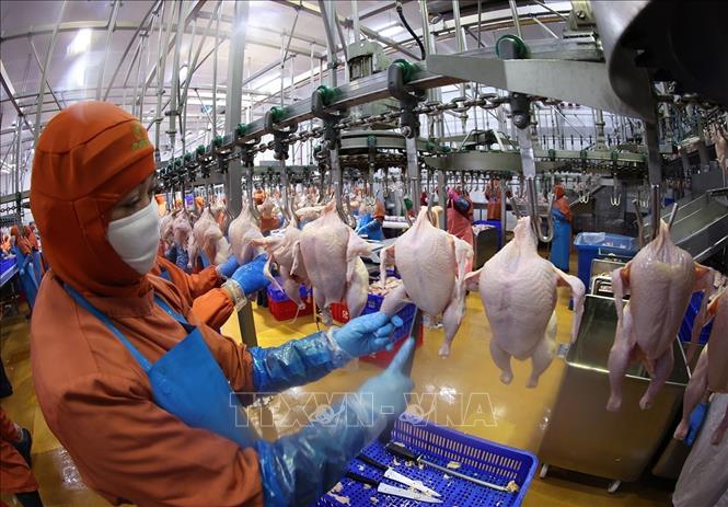 Dây chuyền chế biến sản phẩm thịt gà ở nhà máy của Công ty C.P Việt Nam, (Khu Công nghiệp Phú Nghĩa, xã Phú Nghĩa, thành phố Hà Nội). Ảnh: Vũ Sinh - TTXVN
