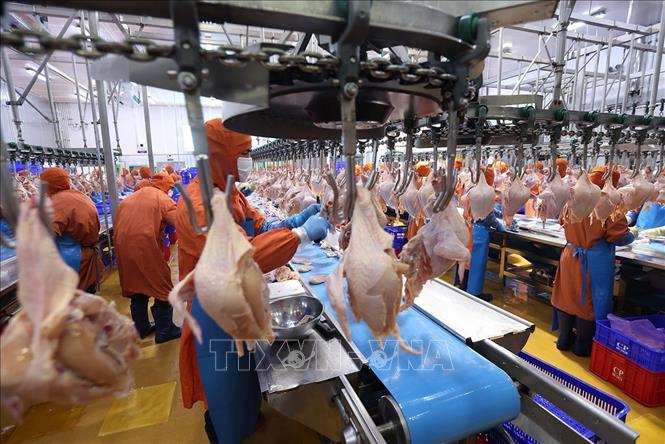 Dây chuyền chế biến sản phẩm thịt gà ở nhà máy của Công ty C.P Việt Nam, (Khu Công nghiệp Phú Nghĩa, xã Phú Nghĩa, thành phố Hà Nội). Ảnh: Vũ Sinh - TTXVN