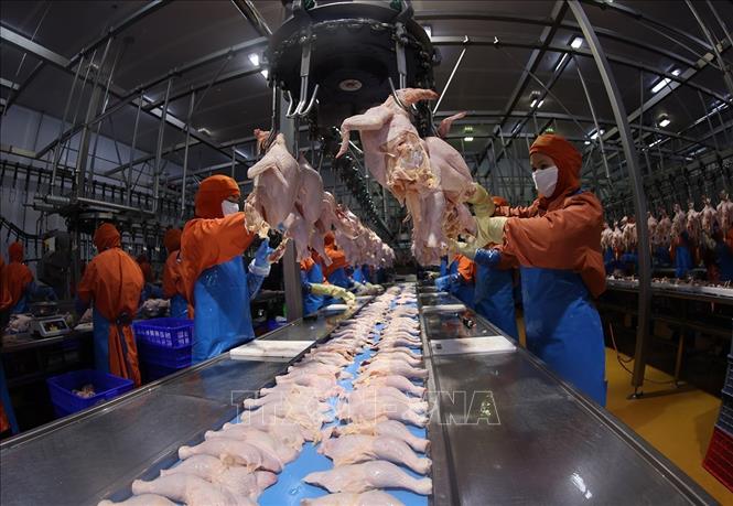 Phân loại sản phẩm thịt gà ở nhà máy của Công ty C.P Việt Nam, (Khu Công nghiệp Phú Nghĩa, xã Phú Nghĩa, thành phố Hà Nội). Ảnh: Vũ Sinh - TTXVN