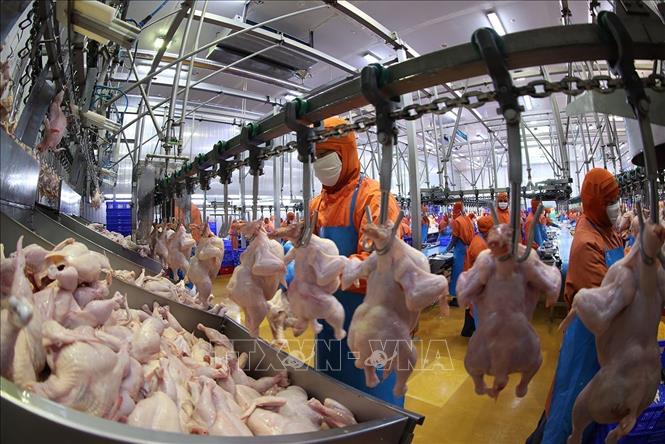 Dây chuyền chế biến sản phẩm thịt gà ở nhà máy của Công ty C.P Việt Nam, (Khu Công nghiệp Phú Nghĩa, xã Phú Nghĩa, thành phố Hà Nội). Ảnh: Vũ Sinh - TTXVN