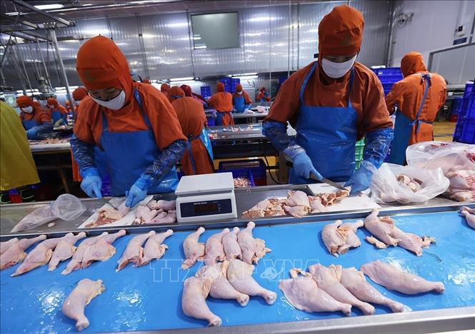 Phân loại sản phẩm thịt gà ở nhà máy của Công ty C.P Việt Nam, (Khu Công nghiệp Phú Nghĩa, xã Phú Nghĩa, thành phố Hà Nội). Ảnh: Vũ Sinh - TTXVN