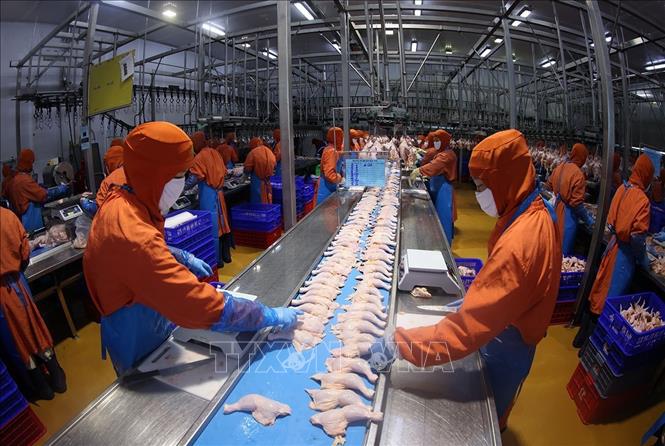 Phân loại sản phẩm thịt gà ở nhà máy của Công ty C.P Việt Nam, (Khu Công nghiệp Phú Nghĩa, xã Phú Nghĩa, thành phố Hà Nội). Ảnh: Vũ Sinh - TTXVN