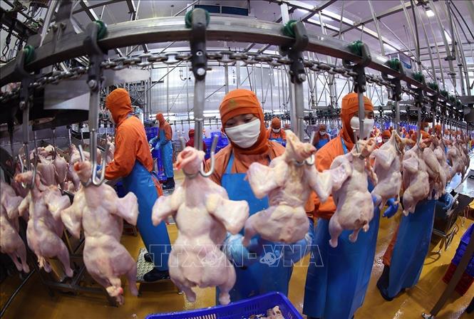 Dây chuyền chế biến sản phẩm thịt gà ở nhà máy của Công ty C.P Việt Nam, (Khu Công nghiệp Phú Nghĩa, xã Phú Nghĩa, thành phố Hà Nội). Ảnh: Vũ Sinh - TTXVN