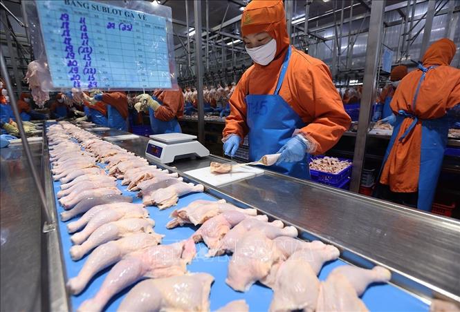 Phân loại sản phẩm thịt gà ở nhà máy của Công ty C.P Việt Nam, (Khu Công nghiệp Phú Nghĩa, xã Phú Nghĩa, thành phố Hà Nội). Ảnh: Vũ Sinh - TTXVN