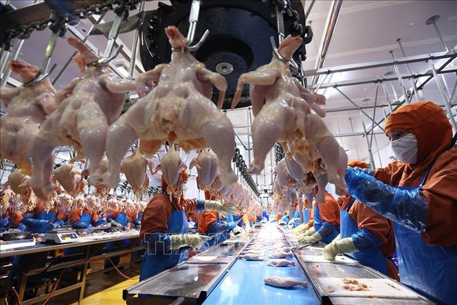 Dây chuyền chế biến sản phẩm thịt gà ở nhà máy của Công ty C.P Việt Nam, (Khu Công nghiệp Phú Nghĩa, xã Phú Nghĩa, thành phố Hà Nội). Ảnh: Vũ Sinh - TTXVN