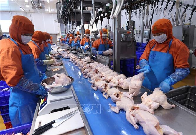 Phân loại sản phẩm thịt gà ở nhà máy của Công ty C.P Việt Nam, (Khu Công nghiệp Phú Nghĩa, xã Phú Nghĩa, thành phố Hà Nội). Ảnh: Vũ Sinh - TTXVN