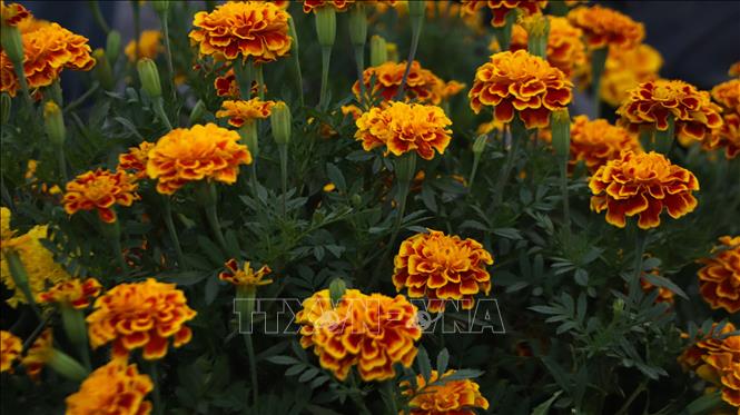 Hoa được bày bán tại chợ. Ảnh: Hồng Thái - TTXVN