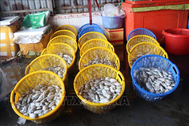 Người dân Đấ Mũi thu hoạch mực chuyến biển cuối năm. Ảnh: Tuấn Phi - TTXVN