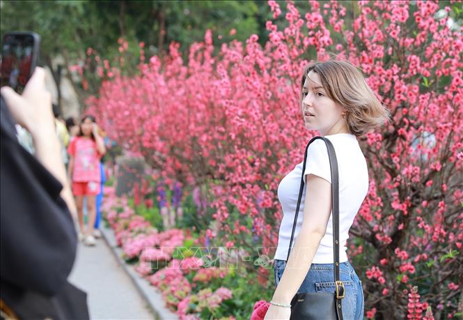 Sắc Xuân rực rỡ tại khu vực xung quanh Hồ Hoàn Kiếm thu hút sự quan tâm của du khách. Ảnh: Khánh Hoà - TTXVN