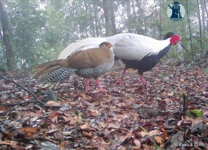 Bẫy ảnh cũng ghi nhận Vườn Quốc gia Pù Mát là nơi sinh sống của loài gà Lôi trắng - loài động vật được xếp vào nhóm sắp nguy cấp trong Sách đỏ Việt Nam. Ảnh: TTXVN phát