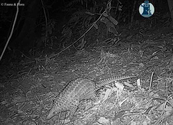 Cá thể Tê Tê quý hiếm được ghi nhận qua bẫy ảnh tại Vườn quốc gia Pù Mát. Ảnh: TTXVN phát 