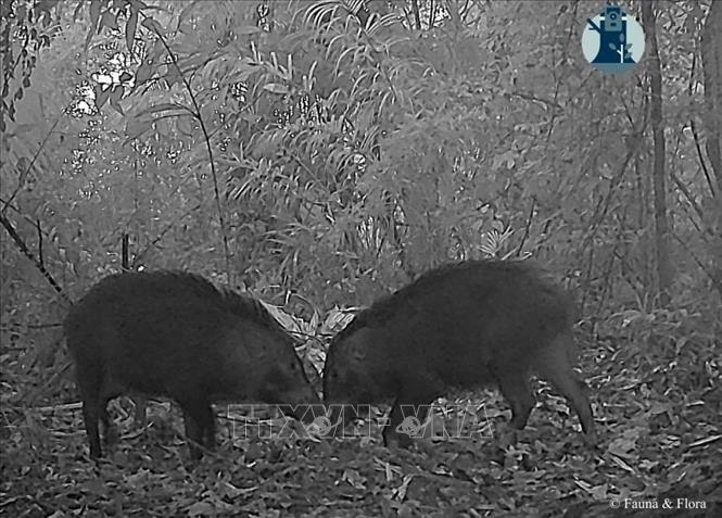 Hai cá thể Lợn rừng đang đi ăn trong Vườn quốc gia Pù Mát được ghi nhận trong đợt bẫy ảnh lần này. Ảnh: TTXVN phát 